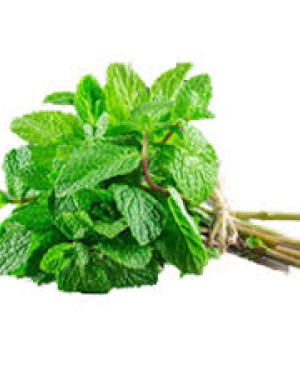 نعناع 