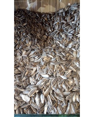 كيلو دوار الشمس