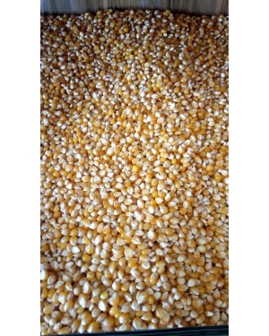 كيلو فشار أمريكي